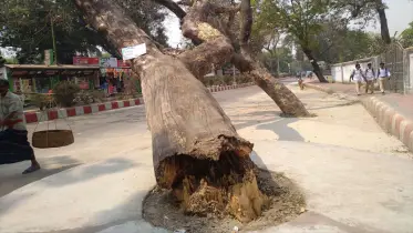 শতবর্ষী গাছের গোড়া ভেঙে ঝুঁকে পড়ায় জনদুর্ভোগ