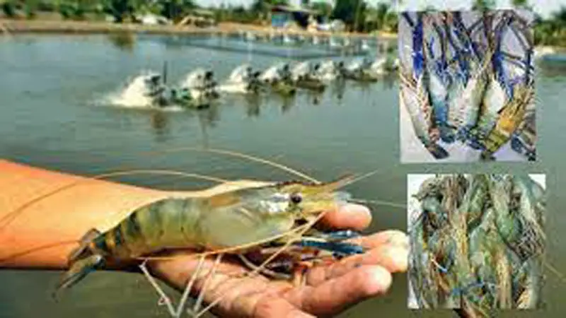 চোরাই ‘নপ্লি’ বন্ধে উদ্যোগ চান হ্যাচারি মালিকরা চোরাই ‘নপ্লি’ বন্ধে উদ্যোগ চান হ্যাচারি মালিকরা