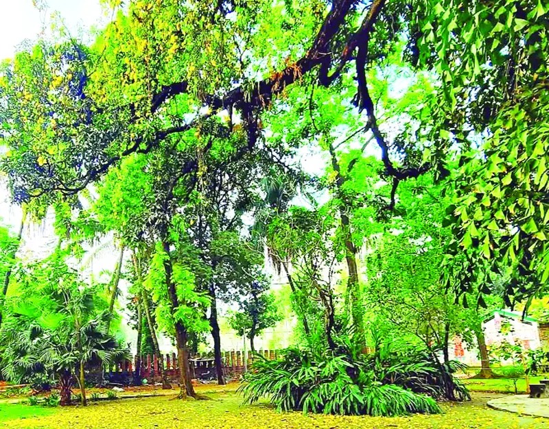 চৈত্র দিনের বৃষ্টিতে নতুন প্রাণ, নির্মল প্রকৃতি চৈত্র দিনের বৃষ্টিতে নতুন প্রাণ, নির্মল প্রকৃতি