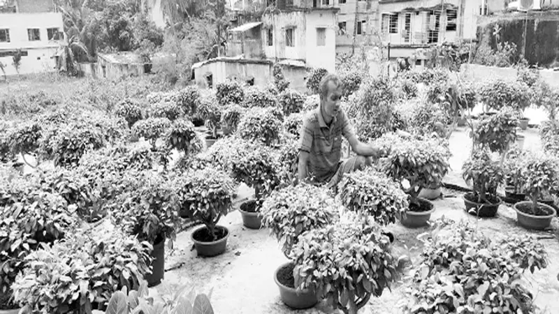 যশোরে এক ছাদেই দুষ্প্রাপ্য ৩শ’ ৫০ শ্বেতচন্দন