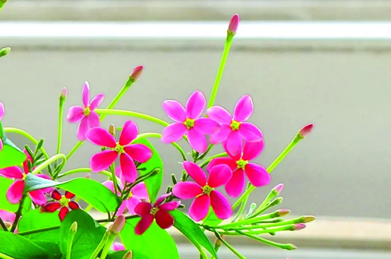 অজস্র ফুলের ছোট ছোট থোকা, মিষ্টি ঘ্রাণ অজস্র ফুলের ছোট ছোট থোকা, মিষ্টি ঘ্রাণ