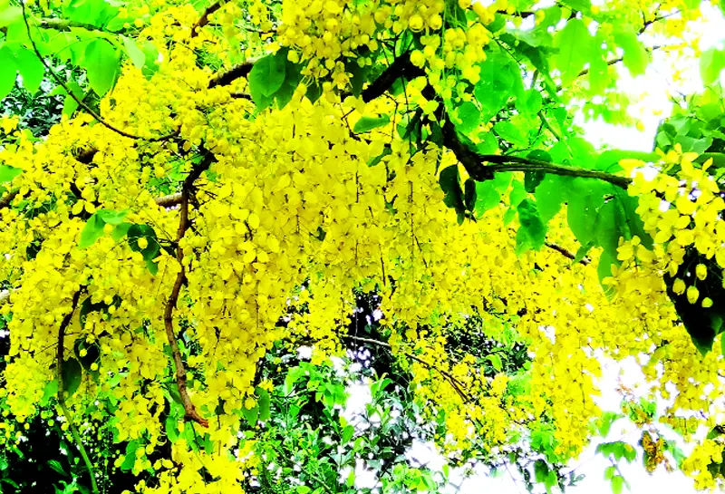 যে ফুলে সোনার আলো, সৌন্দর্যের আধার যে ফুলে সোনার আলো, সৌন্দর্যের আধার