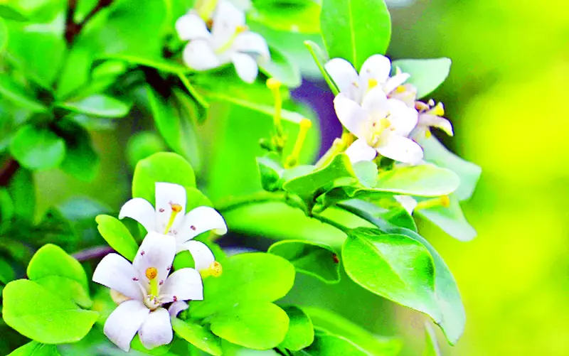 কামিনী সতী কোমল কুসুম অতি... কামিনী সতী কোমল কুসুম অতি...