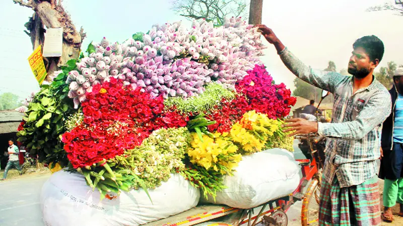 গদখালীতে এবার রেকর্ড দামে গোলাপ বিক্রি