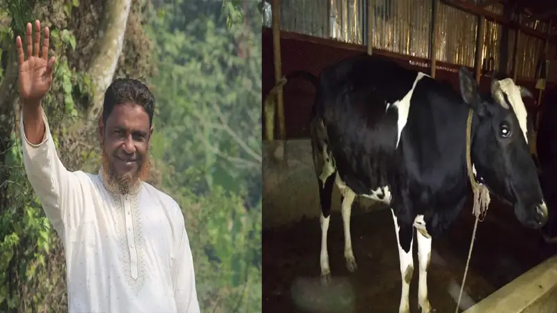 সাবেক চেয়ারম্যানের বাড়িতে কসাইয়ের চোরাই গরু সাবেক চেয়ারম্যানের বাড়িতে কসাইয়ের চোরাই গরু