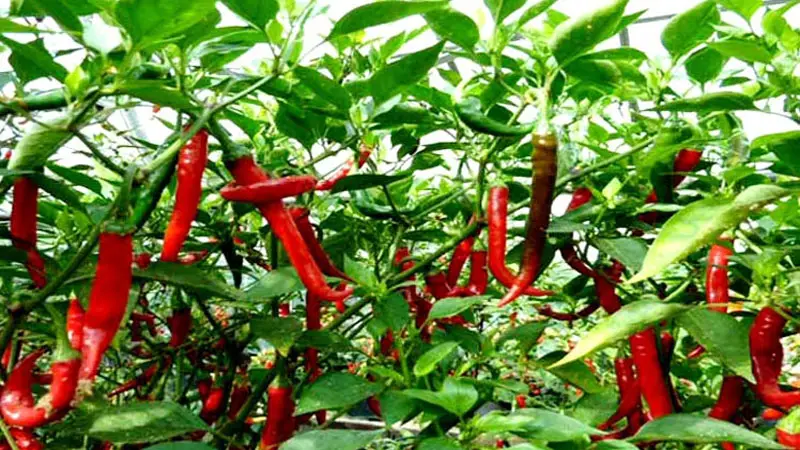 নদীর তীরে ‘মরিচ’ চাষে অভাবনীয় সাফল্য নদীর তীরে ‘মরিচ’ চাষে অভাবনীয় সাফল্য