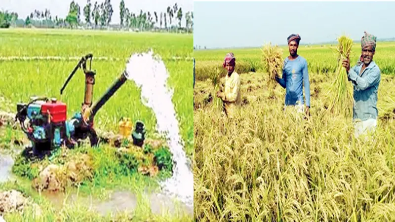খাদ্য নিরাপত্তায় বোরো খাদ্য নিরাপত্তায় বোরো