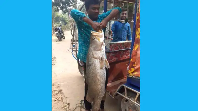 টেকনাফে বড়শিতে ধরা পড়েছে ২৫ কেজি ওজনের কোরাল