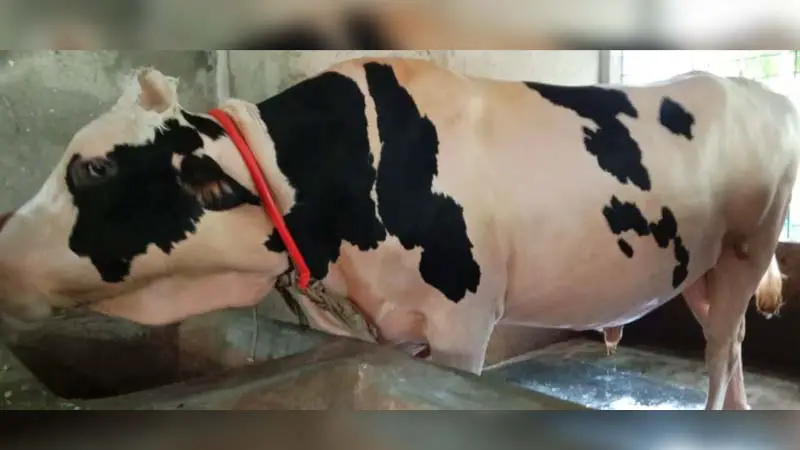গরুর খামারে কোটিপতি মুরাদ, কুরবানীর হাটে রাজত্ব করবে টারজান গরুর খামারে কোটিপতি মুরাদ, কুরবানীর হাটে রাজত্ব করবে টারজান