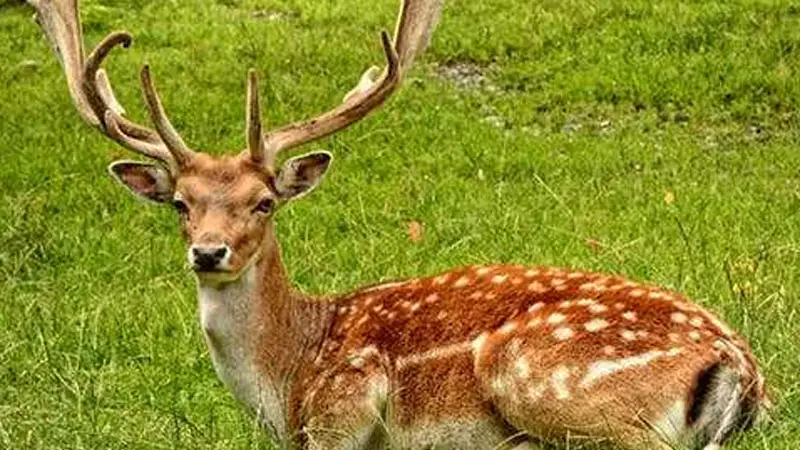 চর নিজাম থেকে চিত্রা হরিণ উদ্ধার