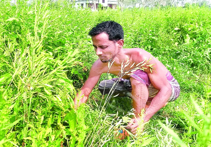 সরিষা আবাদে লাভবান কৃষক সরিষা আবাদে লাভবান কৃষক