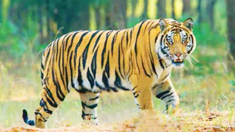 পঞ্চম শ্রেণির পড়াশোনা পঞ্চম শ্রেণির পড়াশোনা