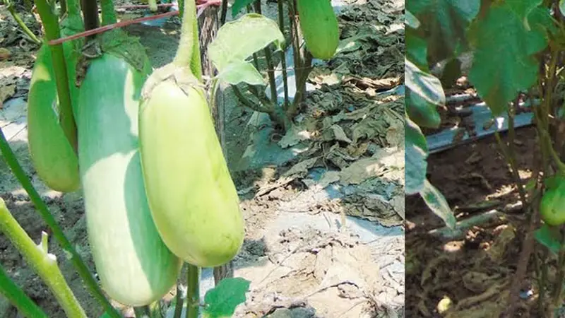 পলি মাচিং পদ্ধতিতে বেগুন চাষে স্বাবলম্বী শাওন পলি মাচিং পদ্ধতিতে বেগুন চাষে স্বাবলম্বী শাওন