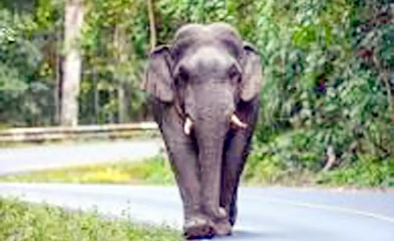 হাতির জন্য... হাতির জন্য...