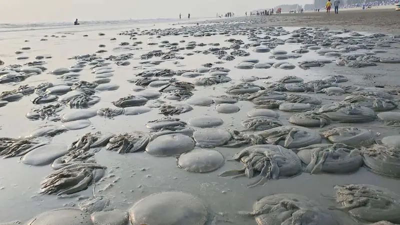 কক্সবাজারে ভেসে আসছে অসংখ্য মৃত জেলিফিশ