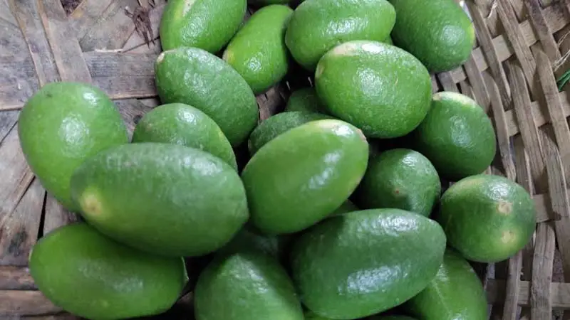 বোয়ালমারীতে কাগজি লেবুর হালি ১০০ টাকা বোয়ালমারীতে কাগজি লেবুর হালি ১০০ টাকা