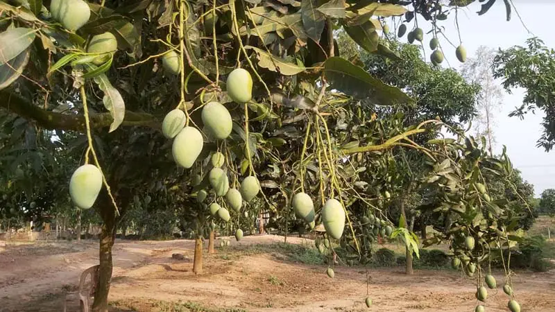 মীরসরাইয়ে আমের বাম্পার ফলনে খুশি বাগান মালিকরা মীরসরাইয়ে আমের বাম্পার ফলনে খুশি বাগান মালিকরা
