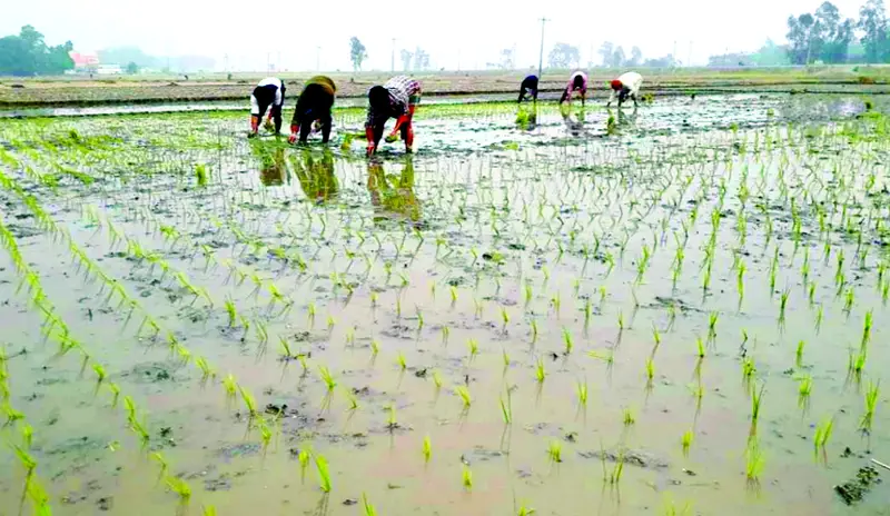 পঞ্চগড়ে স্বল্প খরচে মিলছে সেচের পানি