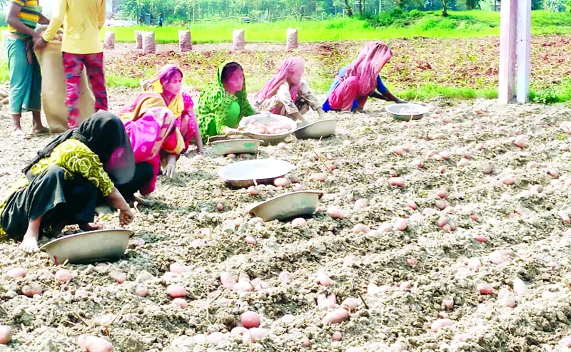 মুন্সীগঞ্জে আলু তোলা শুরু, লোকসানের শঙ্কা