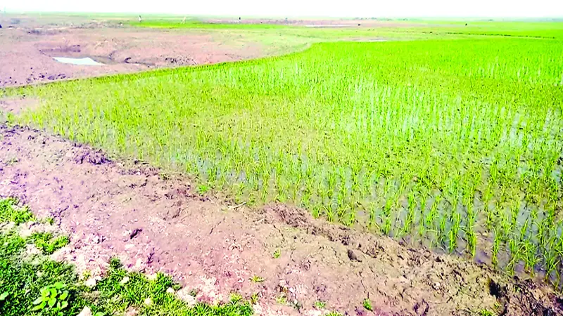 শাল্লার হাওড়ে পানি সংকটে ফসলি জমি শাল্লার হাওড়ে পানি সংকটে ফসলি জমি