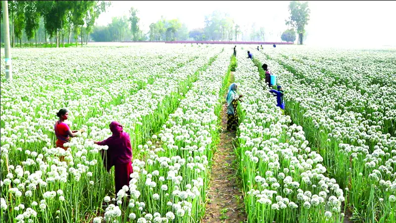 সাদা ফুলের সমারোহ, পেঁয়াজ বীজে লাভের আশা সাদা ফুলের সমারোহ, পেঁয়াজ বীজে লাভের আশা