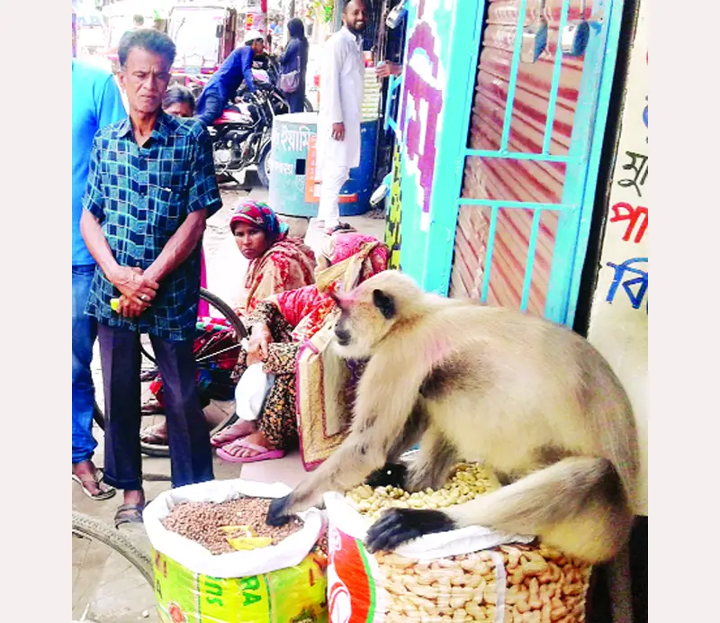 খাবারের সন্ধানে লোকালয়ে হনুমান খাবারের সন্ধানে লোকালয়ে হনুমান