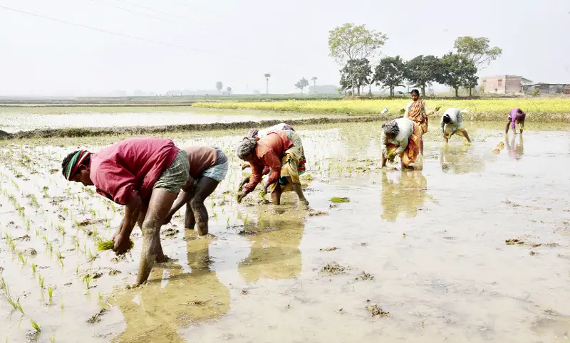 মাঠে মাঠে বোরো চারা রোপণের ধুম মাঠে মাঠে বোরো চারা রোপণের ধুম