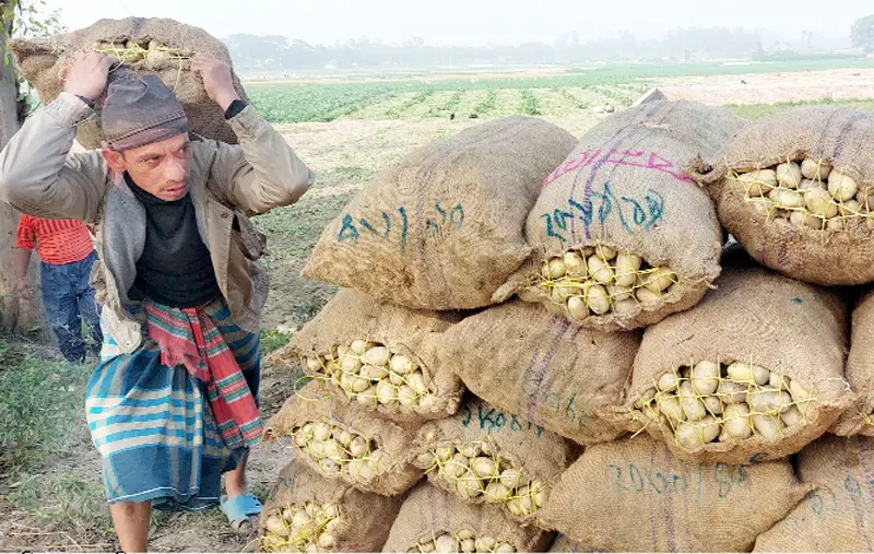 বগুড়া অঞ্চলে এবার আলুর দাম ভালো, কৃষক খুশি বগুড়া অঞ্চলে এবার আলুর দাম ভালো, কৃষক খুশি