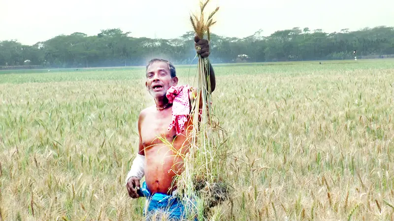 ভোলায় গমখেতে পোকার আক্রমণ ॥ মরে যাচ্ছে গাছ