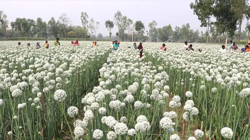 ঠাকুরগাঁওয়ে পেঁয়াজ বীজ উৎপাদনে লাভের আশা কৃষকের ঠাকুরগাঁওয়ে পেঁয়াজ বীজ উৎপাদনে লাভের আশা কৃষকের