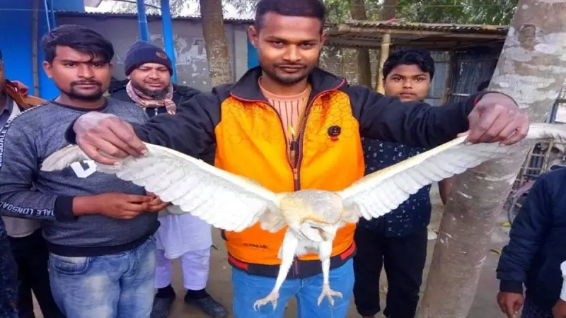 ঠাকুরগাঁওয়ে বিরল প্রজাতির পেঁচা উদ্ধার ঠাকুরগাঁওয়ে বিরল প্রজাতির পেঁচা উদ্ধার