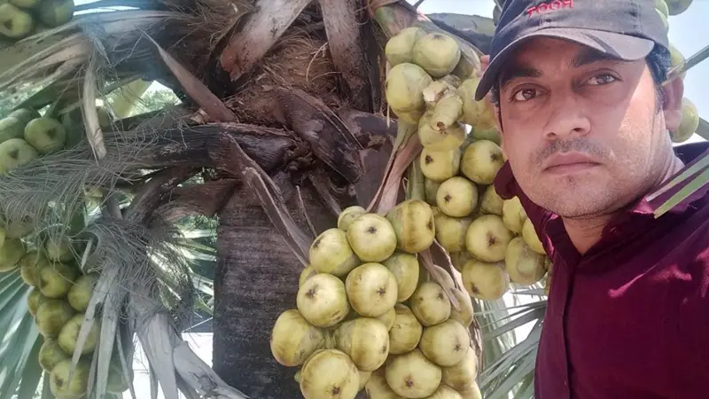 হাত বাড়ালেই গাছ থেকে মিলছে তাল হাত বাড়ালেই গাছ থেকে মিলছে তাল