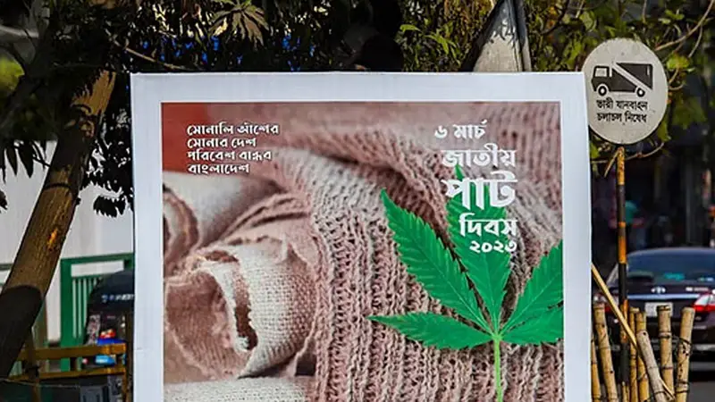 সেই পাতা গাঁজা গাছের নয়, পাটের নতুন জাত মেস্তার সেই পাতা গাঁজা গাছের নয়, পাটের নতুন জাত মেস্তার