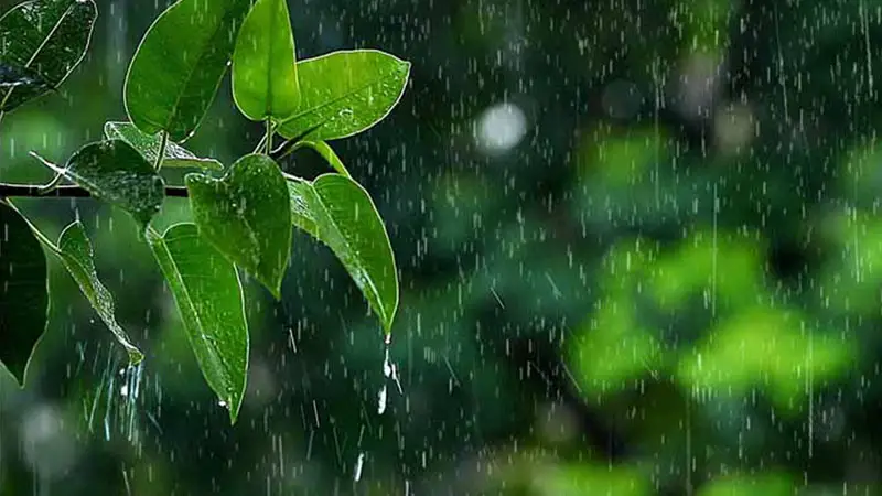 বোরো ফসলের জন্য আর্শীবাদ বোরো ফসলের জন্য আর্শীবাদ