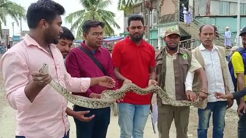 কুয়াকাটায় অবমুক্ত করা হলো পাঁচটি সাপ কুয়াকাটায় অবমুক্ত করা হলো পাঁচটি সাপ