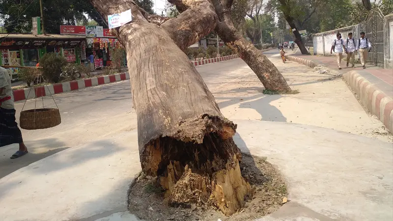 সৈয়দপুরে রোডের পাশে একটি গাছ পড়ে আছে