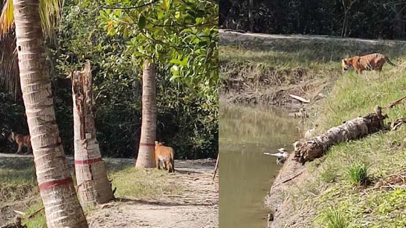 বন বিভাগের অফিসের চারপাশে ঘুরছে ৩ বাঘ বন বিভাগের অফিসের চারপাশে ঘুরছে ৩ বাঘ