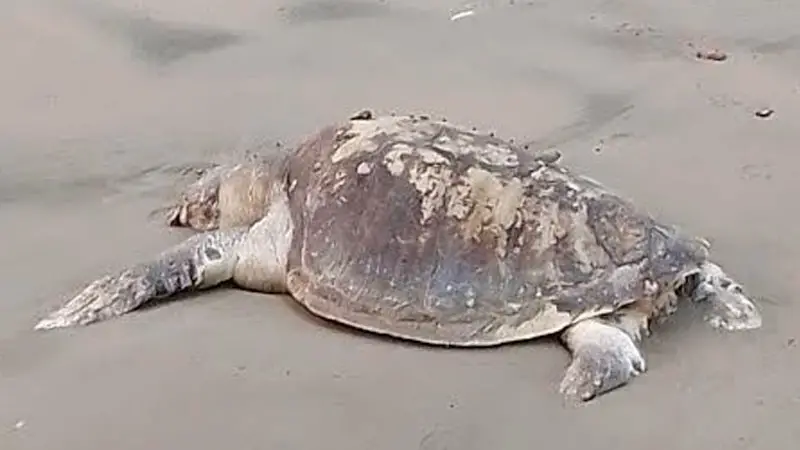 কুয়াকাটা সৈকতে ভেসে এলো মৃত কচ্ছপ কুয়াকাটা সৈকতে ভেসে এলো মৃত কচ্ছপ
