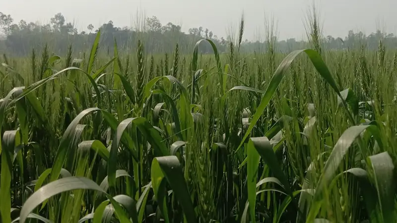 কুড়িগ্রামে গম চাষে আগ্রহ বাড়ছে কৃষকদের