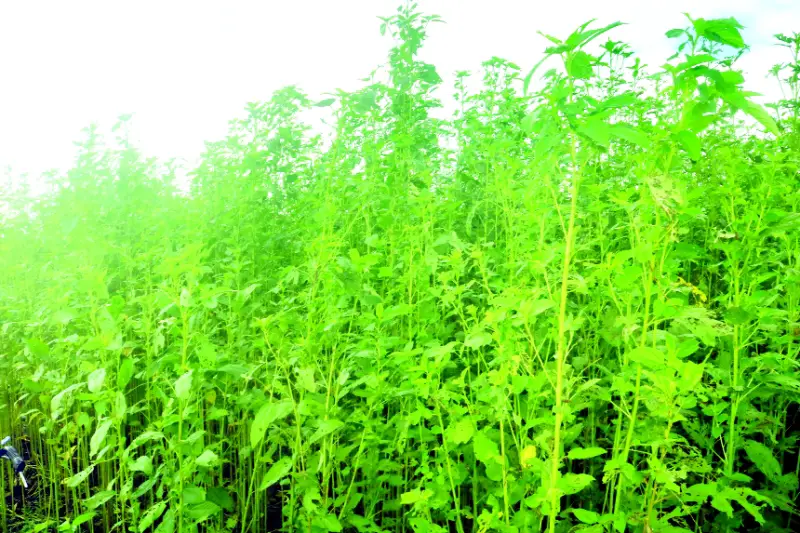 পাটে পোকার আক্রমণ দিশেহারা চাষি পাটে পোকার আক্রমণ দিশেহারা চাষি