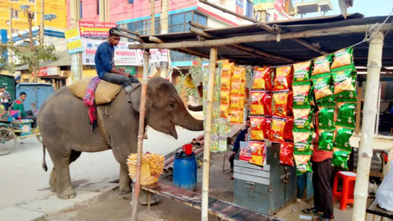 হাতি পালনের লাইসেন্স দেওয়া স্থগিত রাখার নির্দেশ