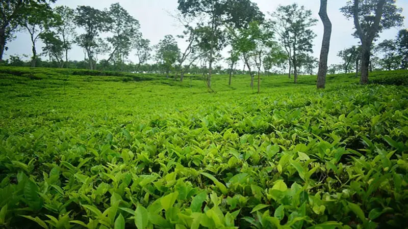 আজ জাতীয় চা দিবস আজ জাতীয় চা দিবস