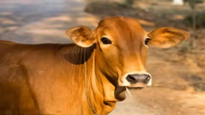 চকলেট খাচ্ছে গরু চকলেট খাচ্ছে গরু
