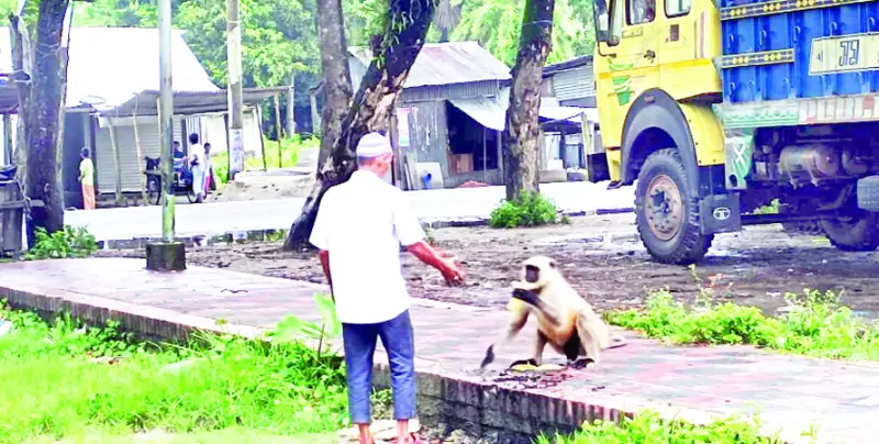 কালকিনিতে খাবারের সন্ধানে লোকালয়ে মুখপোড়া হনুমান কালকিনিতে খাবারের সন্ধানে লোকালয়ে মুখপোড়া হনুমান
