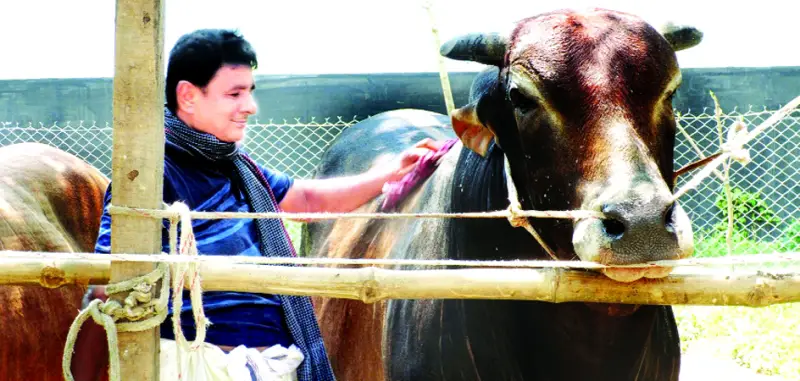 কোরবানির বাজার ধরতে ব্যস্ত খামারিরা কোরবানির বাজার ধরতে ব্যস্ত খামারিরা