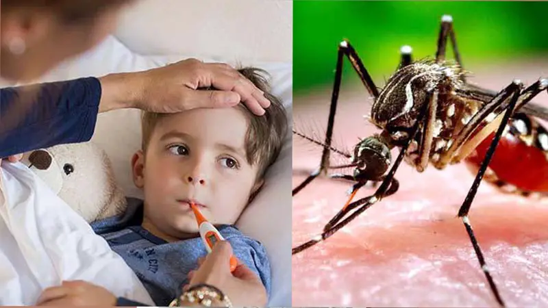 ডেঙ্গুর জ্বর ও হৃদরোগ ডেঙ্গুর জ্বর ও হৃদরোগ