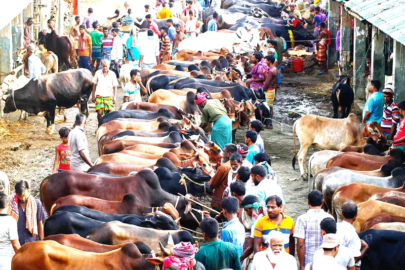 ঢাকার দুই সিটিতে বসবে ১৮ পশুর হাট ঢাকার দুই সিটিতে বসবে ১৮ পশুর হাট