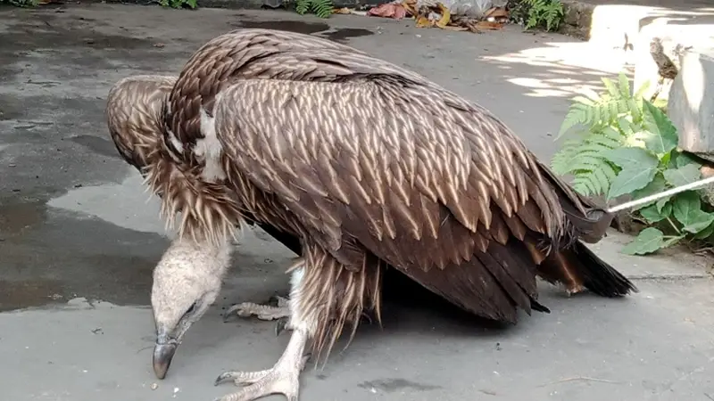 ভাগাড়ে পড়েছিল হিমালয়ান শকুন, চলছে চিকিৎসা