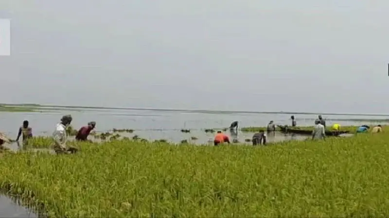 হাওরে ডুবছে কৃষকের স্বপ্ন হাওরে ডুবছে কৃষকের স্বপ্ন