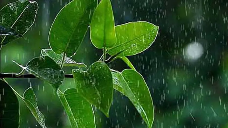 ঢাকাসহ চার বিভাগে বজ্রসহ বৃষ্টিপাত হতে পারে ঢাকাসহ চার বিভাগে বজ্রসহ বৃষ্টিপাত হতে পারে